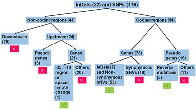 The XRE Family Transcriptional Regulator SrtR in Streptococcus suis Is Involved in Oxidant Tolerance and Virulence